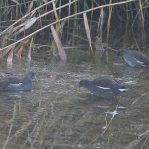 Common Moorhen