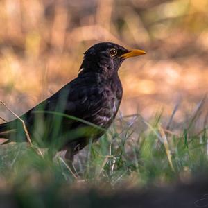 Eurasian Blackbird