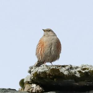 Alpine Accentor