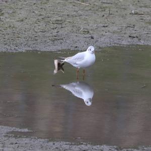 Black-headed Gull