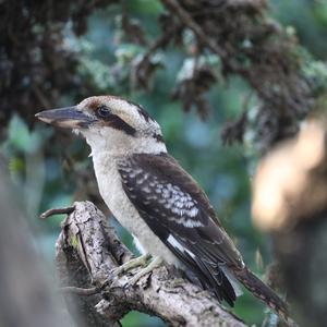 Laughing Kookaburra