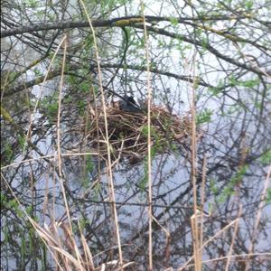 Common Coot