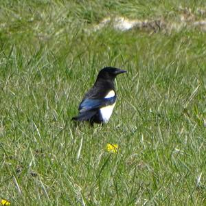 Black-billed Magpie