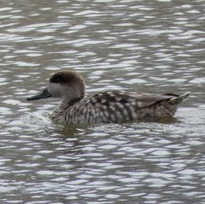 Marbled Teal