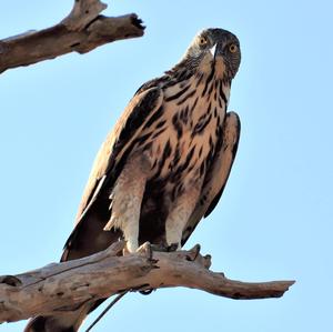 Changeable Hawk-eagle