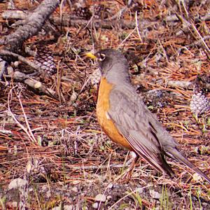 American Robin