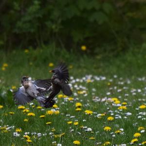 Fieldfare