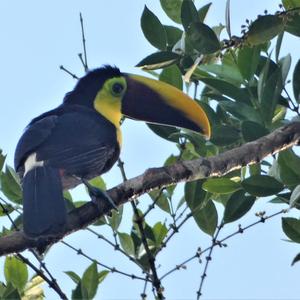 Chestnut-mandibled Toucan