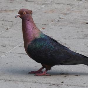 Rock Pigeon