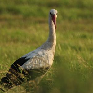 White Stork