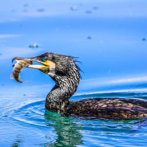 Great Cormorant