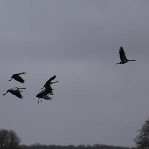 Common Crane