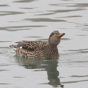 Gadwall