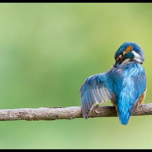 Common Kingfisher