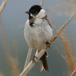 Reed Bunting