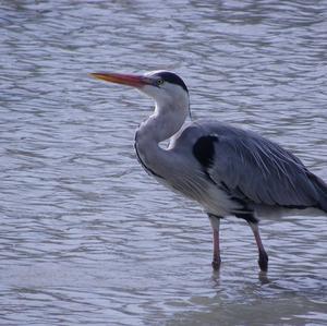 Grey Heron