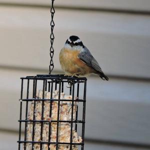 Red-breasted Nuthatch