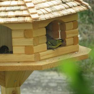 Eurasian Siskin