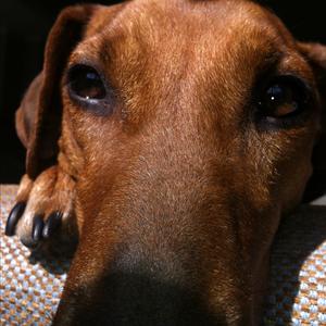 German Pinscher