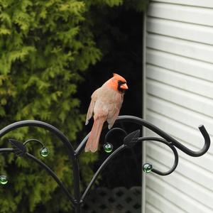 Northern Cardinal