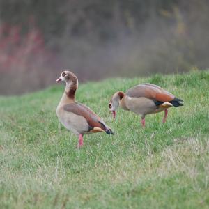 Nilgans