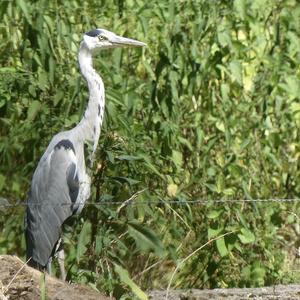 Grey Heron