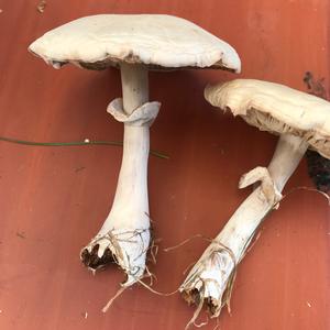 Broad-gilled Agaric