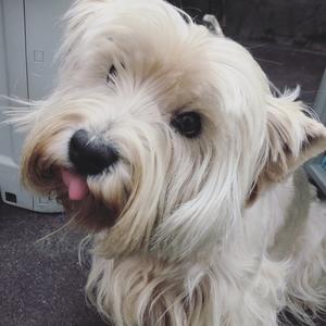 West Highland White Terrier