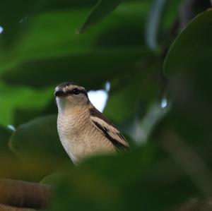 Pied Triller