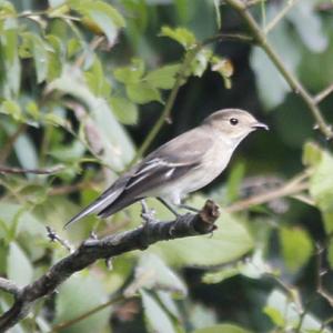 European Pied Flycatcher