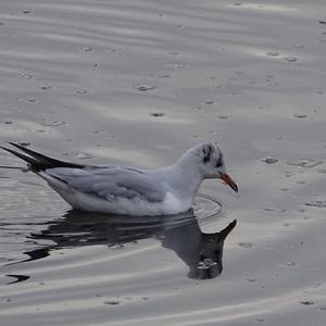 Black-headed Gull