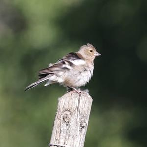 Eurasian Chaffinch