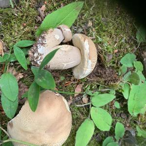 Summer Bolete