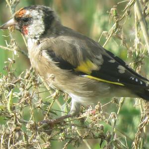 European Goldfinch