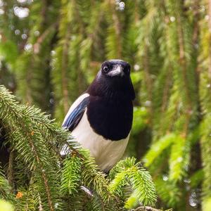 Black-billed Magpie