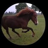 Icelandic Horse