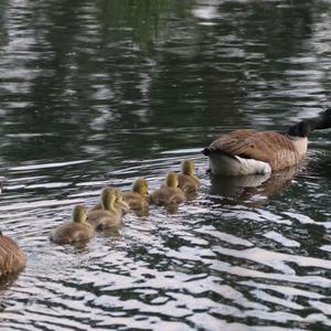 Canada Goose