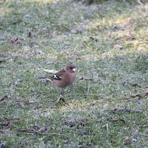 Eurasian Chaffinch