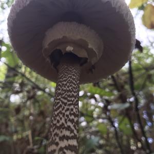 Parasol Mushroom