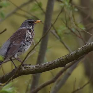 Fieldfare