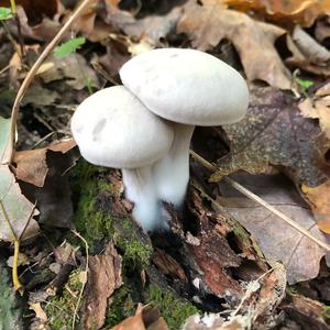 Entoloma sepium