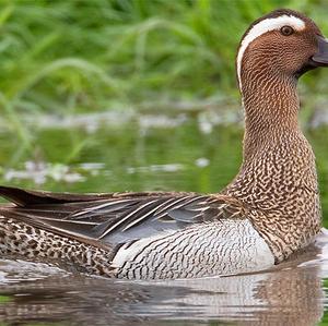 Garganey