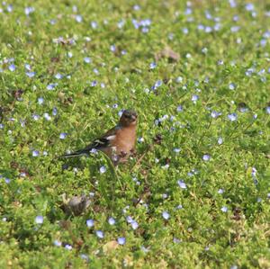 Eurasian Chaffinch