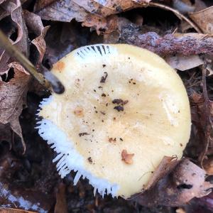 Yellow-ochre Russula