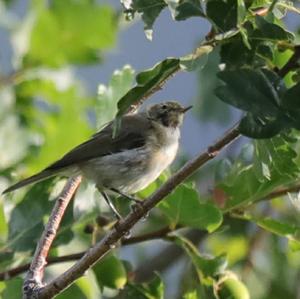 Common Chiffchaff