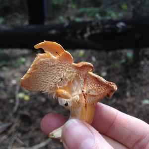 Hedgehog Fungus, Common