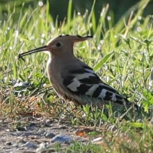 Eurasian Hoopoe