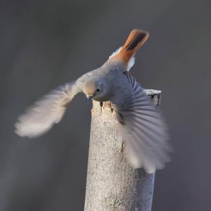 Black Redstart