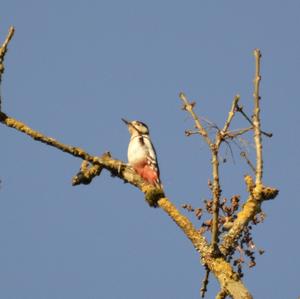 Great Spotted Woodpecker