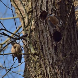 Wood Nuthatch